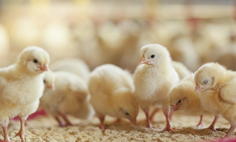 Several chicks in a breeding building